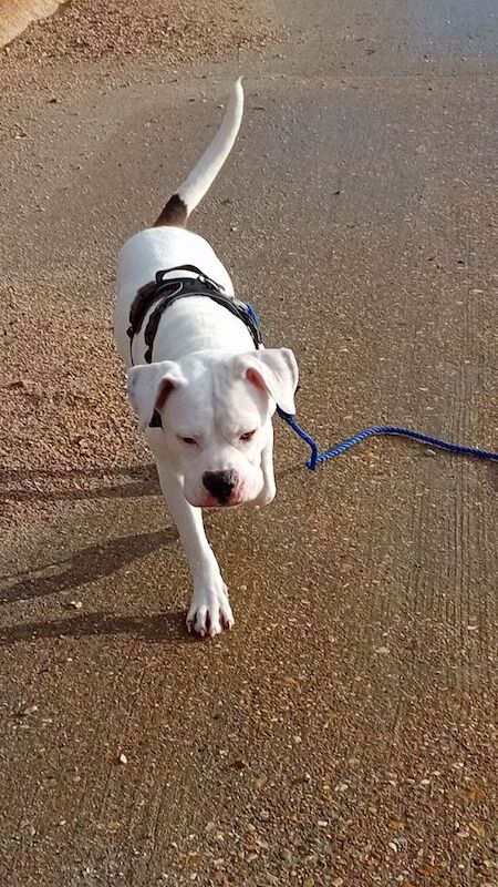 7 year old American bull dog - Image 3 of 3