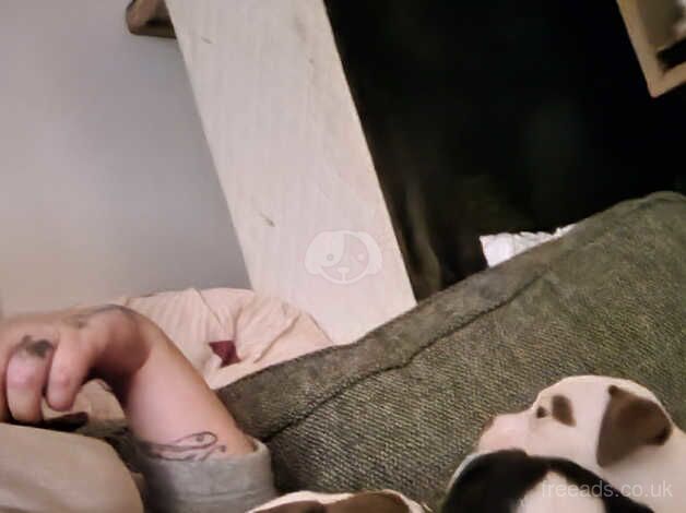 American Bulldog puppies for sale in Bradford, West Yorkshire – 1 year old - Image 3 of 5