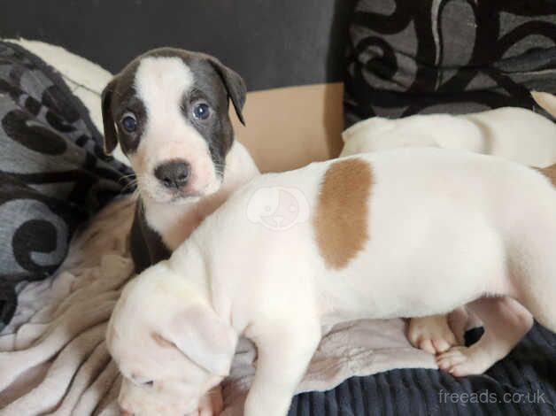 American Bulldog puppies for sale in Bradford, West Yorkshire – 1 year old - Image 4 of 5