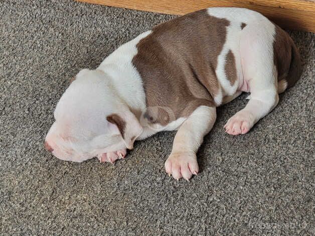 American Bulldog puppies for sale in Bradford, West Yorkshire – 1 year old - Image 5 of 5