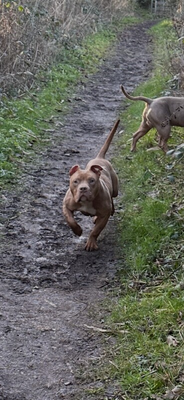 American Bully Puppies For Sale