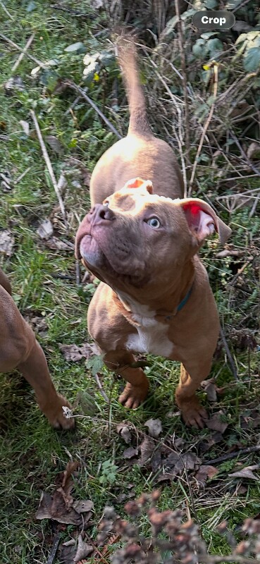 American Bulldog puppies for sale in Preston, Lancashire – 8 months old - Image 2 of 3