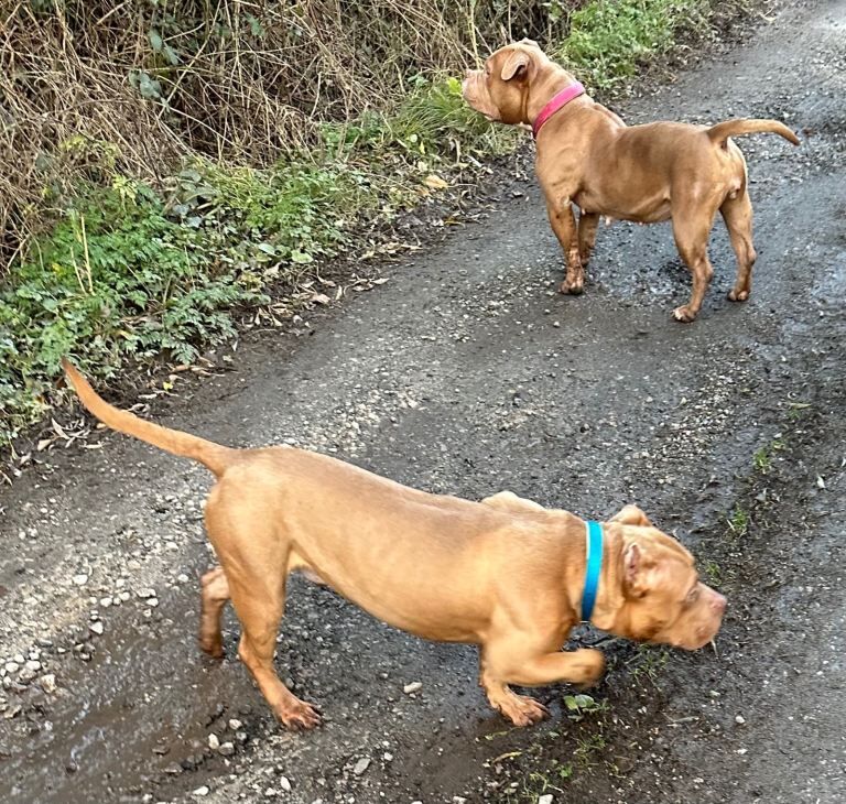 American Bulldog puppies for sale in Preston, Lancashire – 8 months old - Image 3 of 3