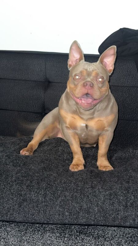 American Bulldog puppies for sale in Portstewart, County Londonderry – 8 months old