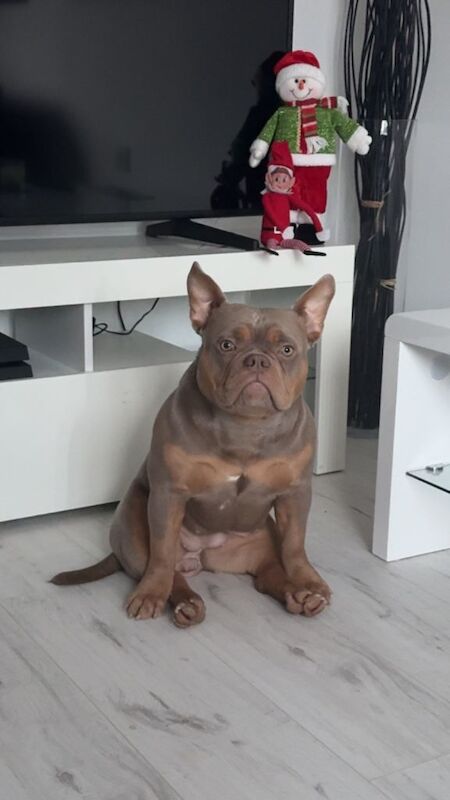 American Bulldog puppies for sale in Portstewart, County Londonderry – 8 months old - Image 2 of 4