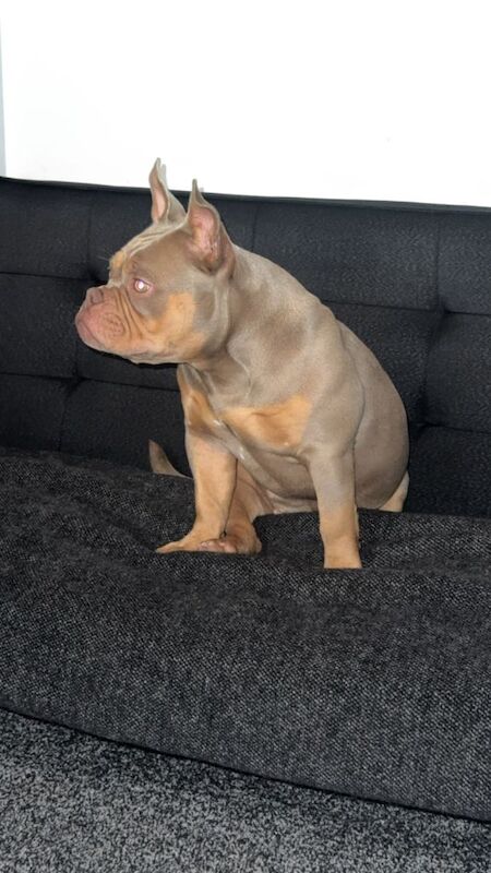 American Bulldog puppies for sale in Portstewart, County Londonderry – 8 months old - Image 3 of 4