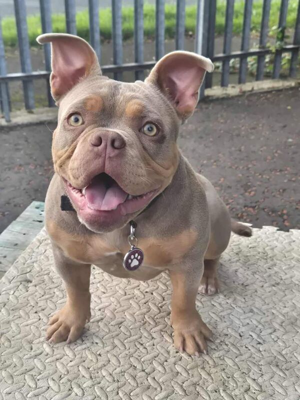 American Bulldog puppies for sale in Portstewart, County Londonderry – 8 months old - Image 4 of 4