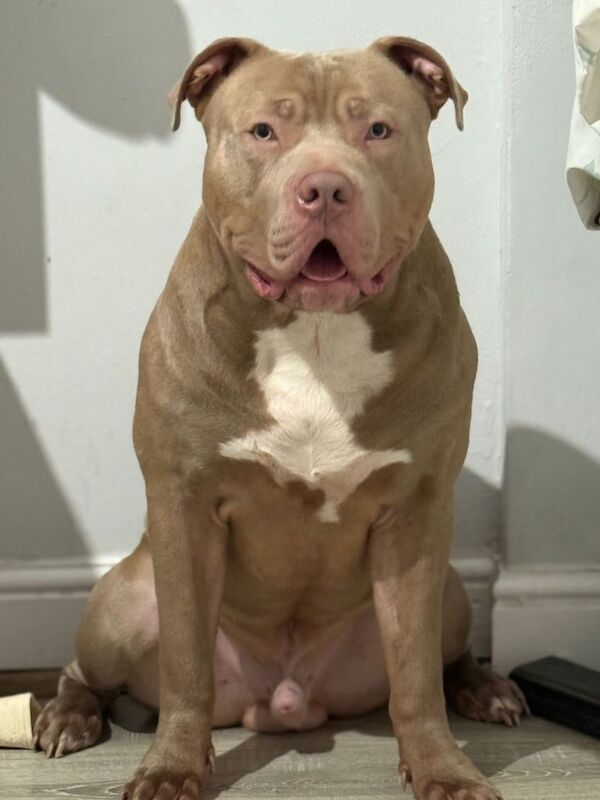 A friendly dog for sell - Image 2 of 4