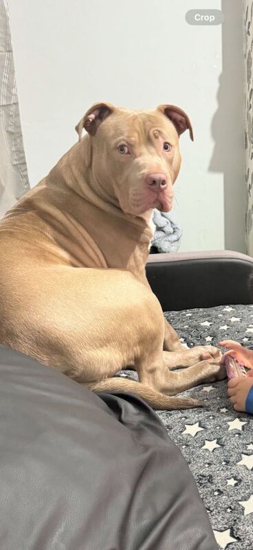 A friendly dog for sell - Image 3 of 4