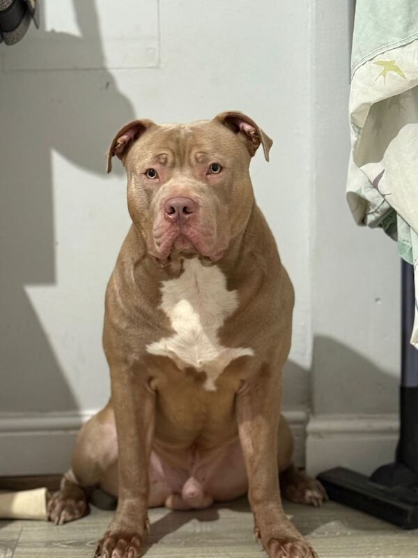 A friendly dog for sell - Image 4 of 4