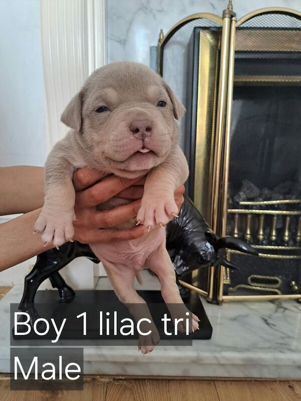 American Bulldog puppies for sale in Roundhay, West Yorkshire β 9 months old - Image 1 of 3