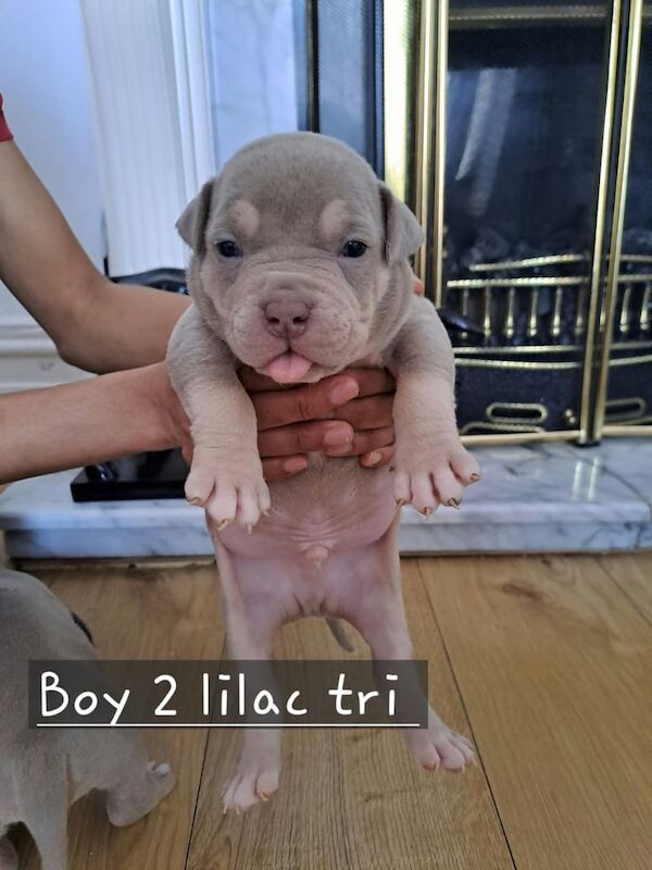 American Bulldog puppies for sale in Roundhay, West Yorkshire β 9 months old - Image 2 of 3