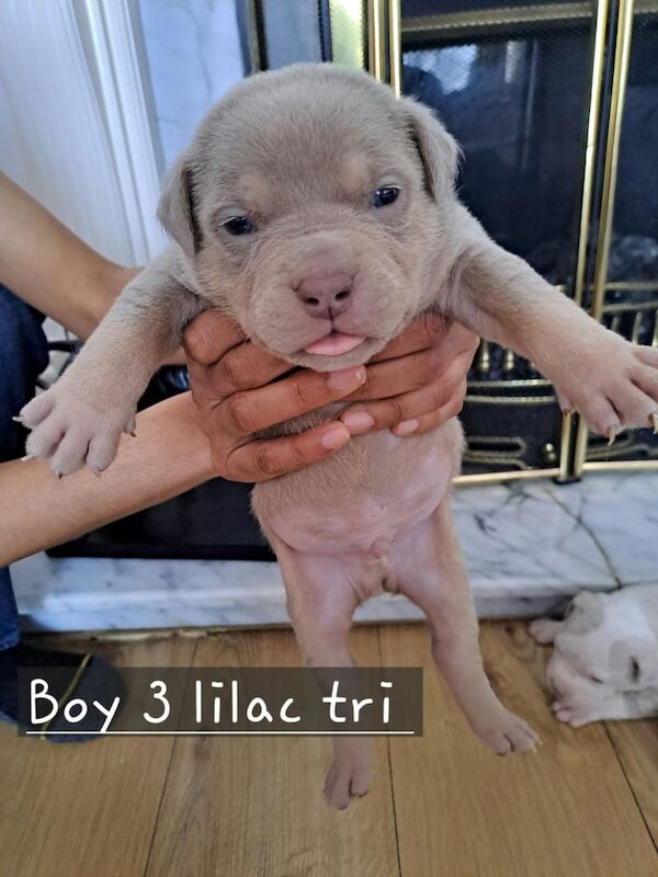 American Bulldog puppies for sale in Roundhay, West Yorkshire β 9 months old - Image 3 of 3