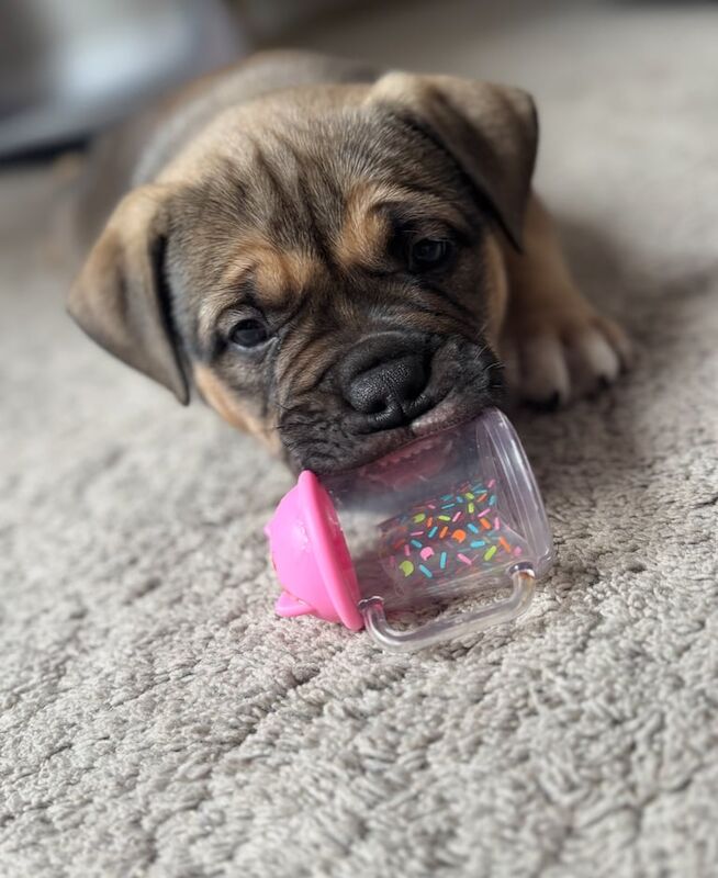 ABKC American pocket bully puppy for sale in Westhoughton, Greater Manchester