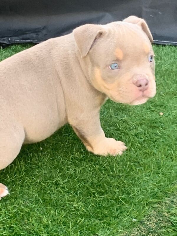 American Bulldog puppies for sale in Newport, Isle of Wight – 4 months old - Image 2 of 2