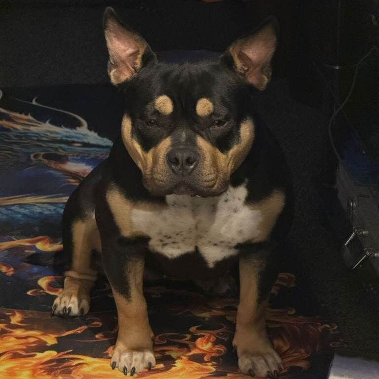 American Bulldog puppies for sale in Wrexham / Wrecsam, Clwyd – KC registered, 2 years old