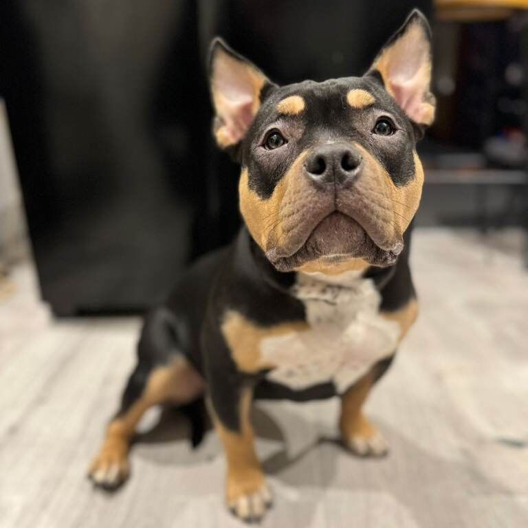 American Bulldog puppies for sale in Wrexham / Wrecsam, Clwyd – KC registered, 2 years old - Image 3 of 6