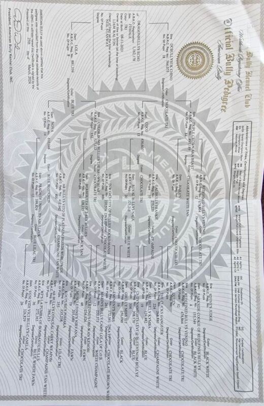 American Bulldog puppies for sale in Wrexham / Wrecsam, Clwyd – KC registered, 2 years old - Image 5 of 6