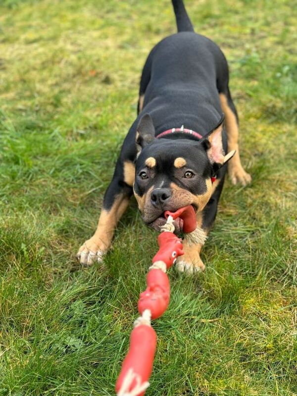 American Bulldog puppies for sale in Wrexham / Wrecsam, Clwyd – KC registered, 2 years old - Image 6 of 6