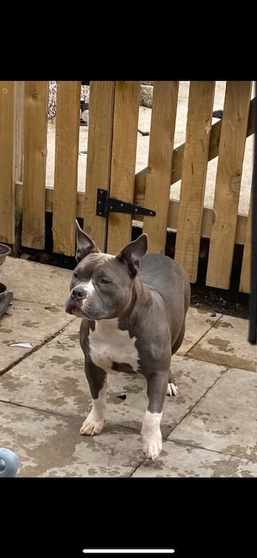 American Bulldog puppies for sale in Denholme, West Yorkshire – KC registered, 2 years old