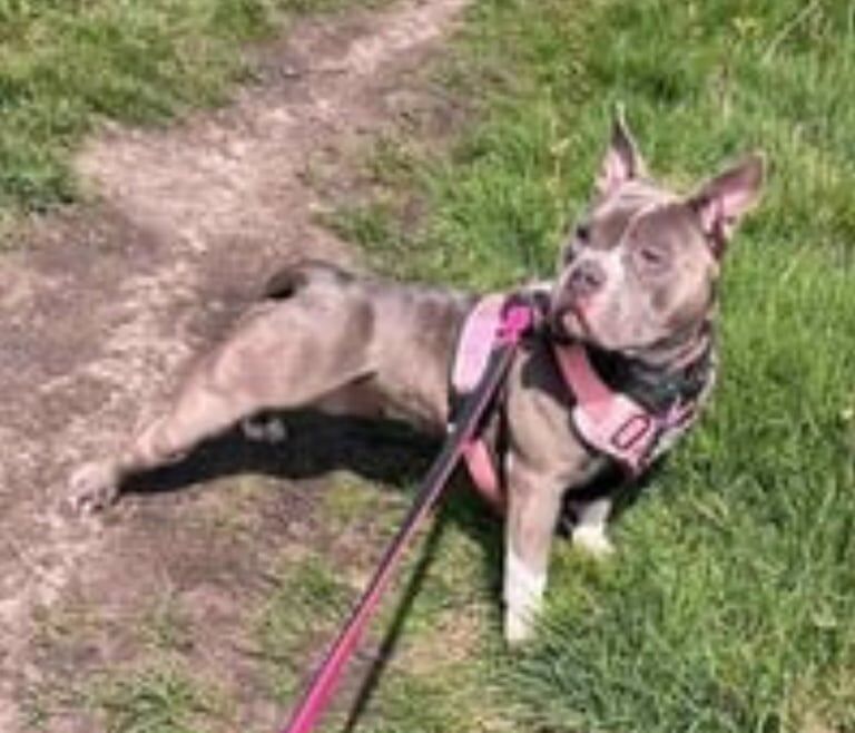 American Bulldog puppies for sale in Denholme, West Yorkshire – KC registered, 2 years old - Image 2 of 3