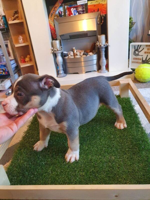 American Bully Puppies For Sale