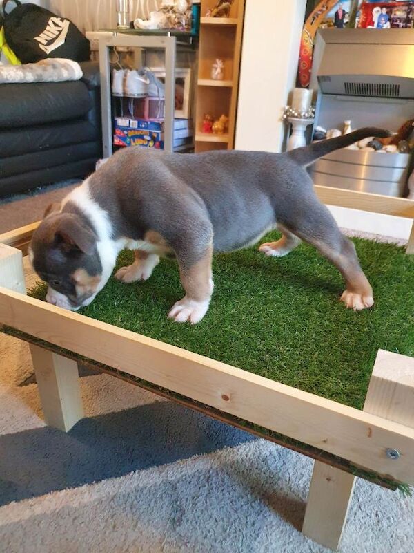 Abkc pocket bully puppies - Image 2 of 6