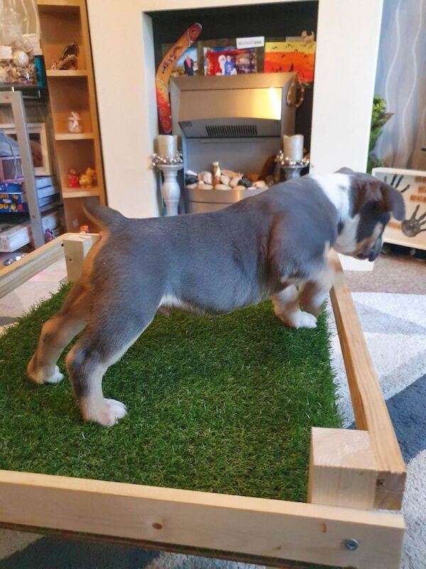 Abkc pocket bully puppies - Image 3 of 6