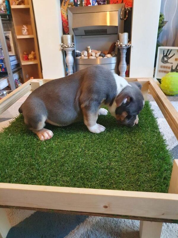 Abkc pocket bully puppies - Image 4 of 6