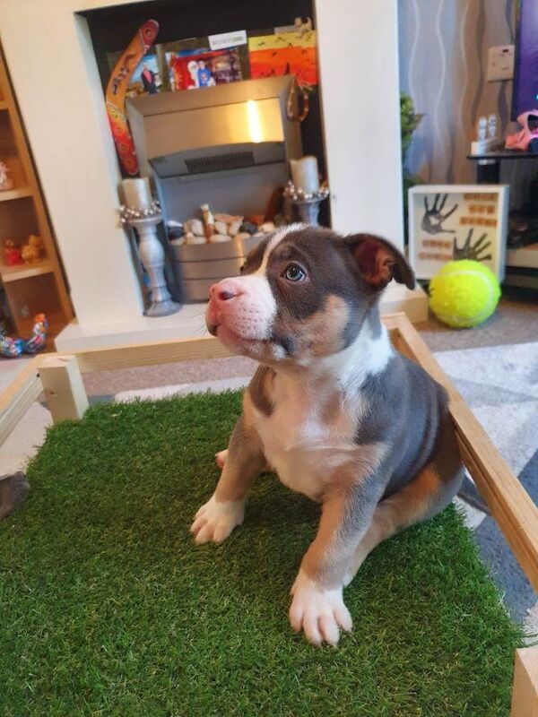 Abkc pocket bully puppies - Image 5 of 6