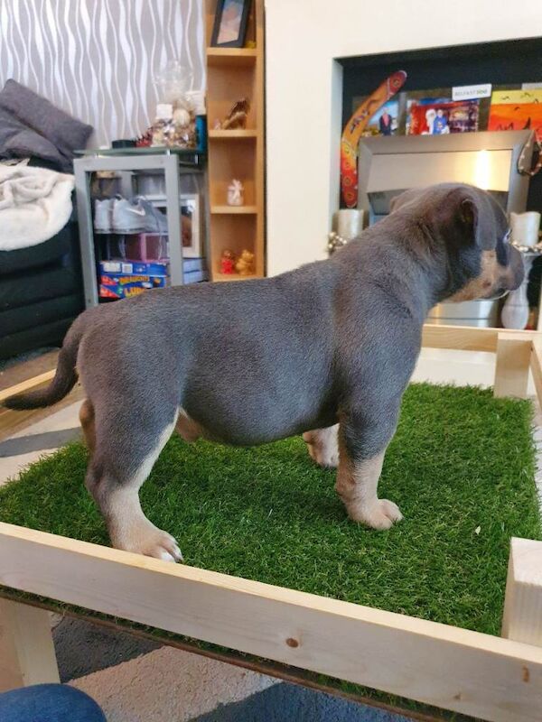 Abkc pocket bully puppies - Image 6 of 6