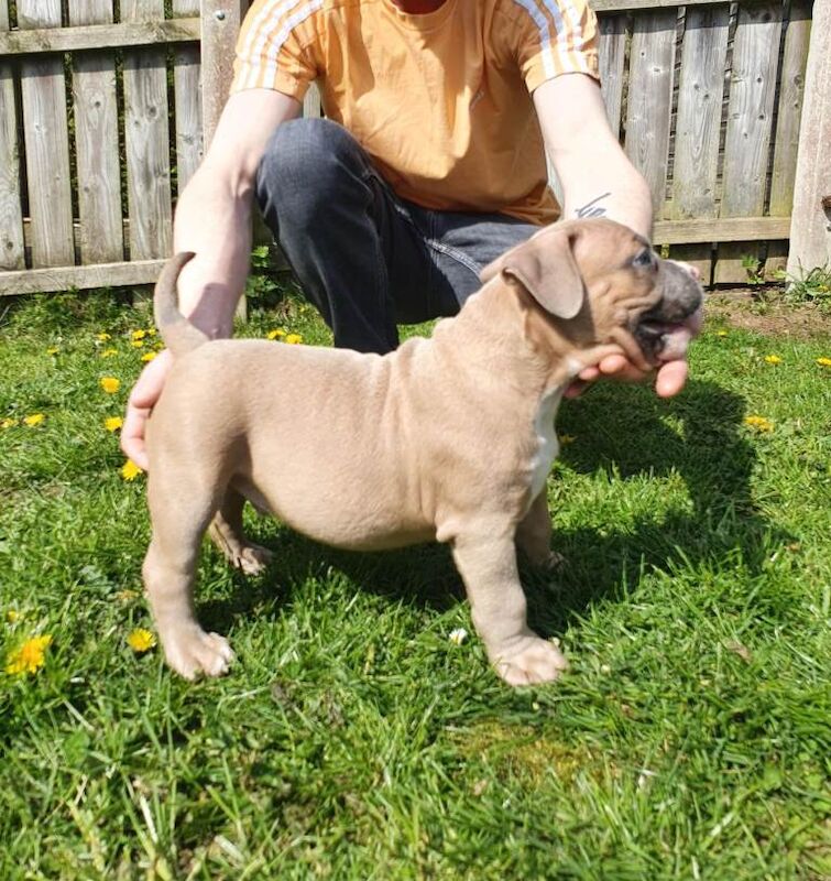 Abkc Pocket Bully puppies