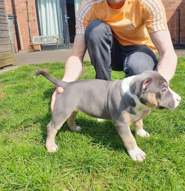 Abkc Pocket Bully puppies - Image 2 of 6