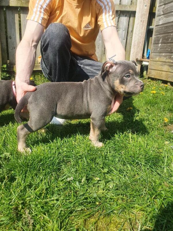 Abkc Pocket Bully puppies - Image 3 of 6