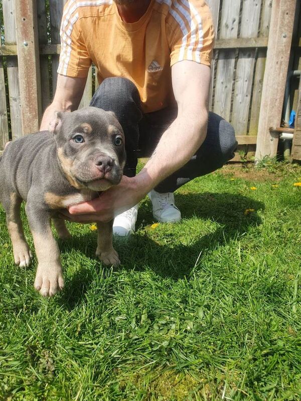 Abkc Pocket Bully puppies - Image 4 of 6