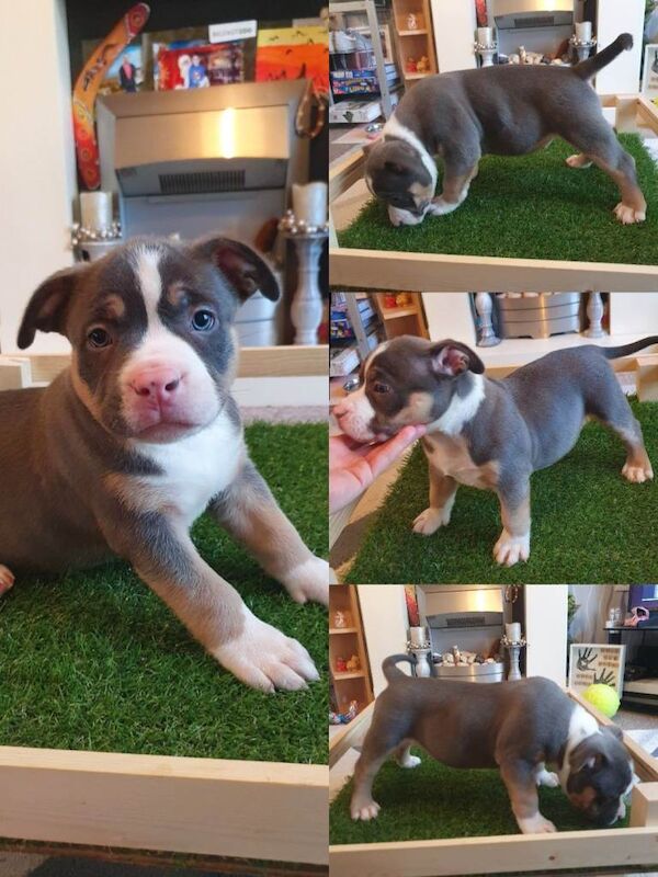 Abkc Pocket Bully puppies - Image 5 of 6