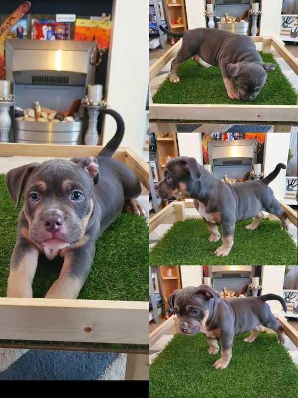 Abkc Pocket Bully puppies - Image 6 of 6