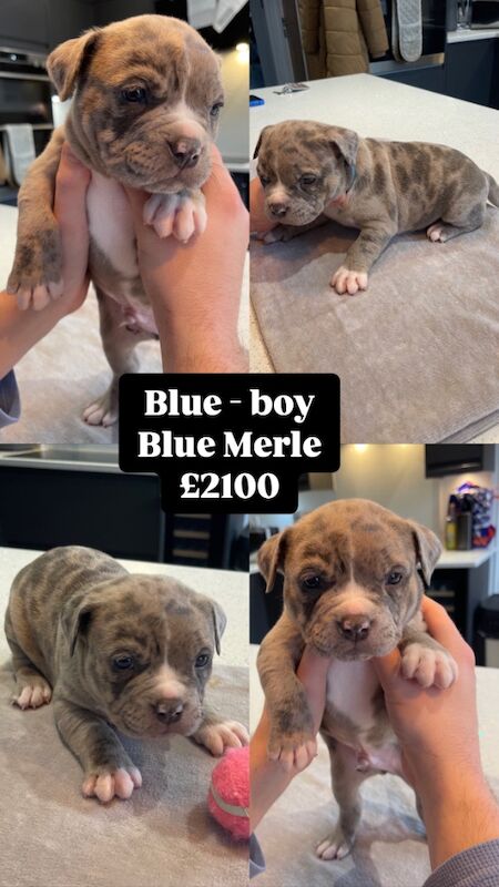 American Bulldog puppies for sale in Clacton-On-Sea, Essex – KC registered, 1 year old