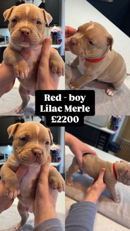 American Bulldog puppies for sale in Clacton-On-Sea, Essex – KC registered, 8 months old - Image 6 of 11