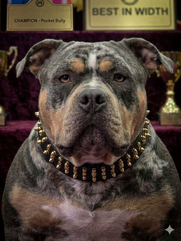 ABKC POCKET BULLY STUD - BLUE TRI BLOTCHED - GrCh EL TORO BLOODLINE - Image 3 of 3