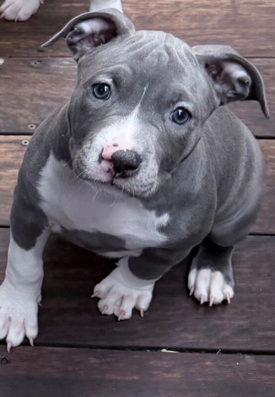 Abkc Pocket Bully X Abkc classic Bully puppies - Image 2 of 5