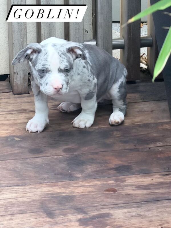 Abkc Pocket Bully X Abkc classic Bully puppies - Image 3 of 5