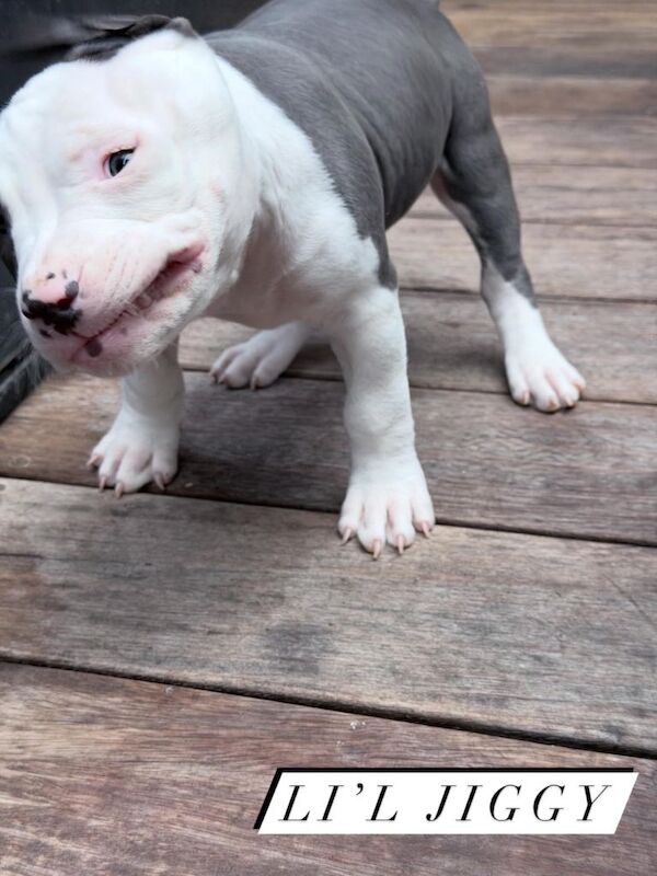 Abkc Pocket Bully X Abkc classic Bully puppies - Image 4 of 5