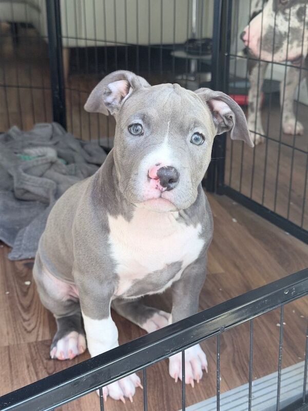 Abkc Pocket Bully X Abkc classic Bully puppies - Image 5 of 5