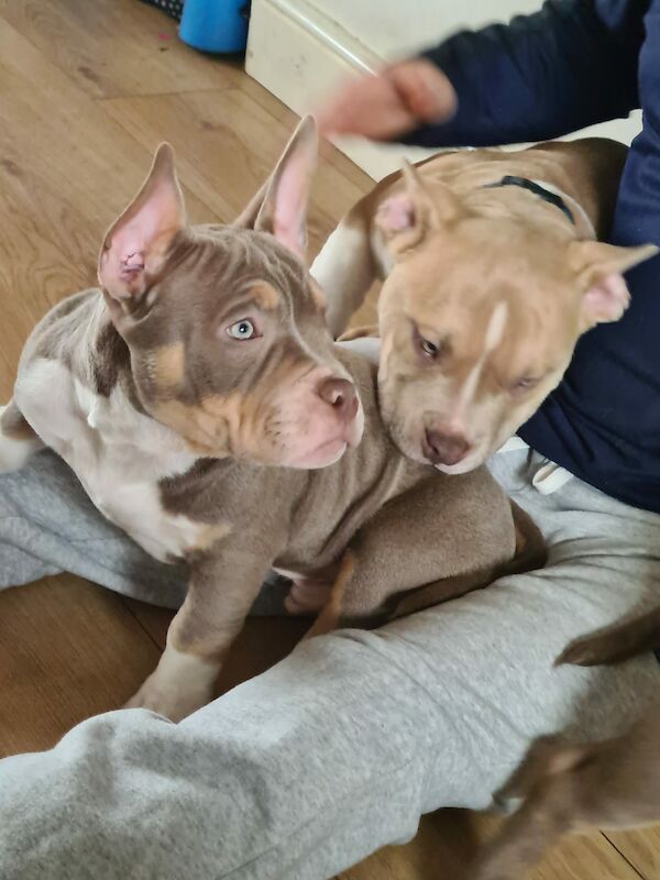 ABKC POCKET BULLYS American Bulldog Puppies For Sale in Preston