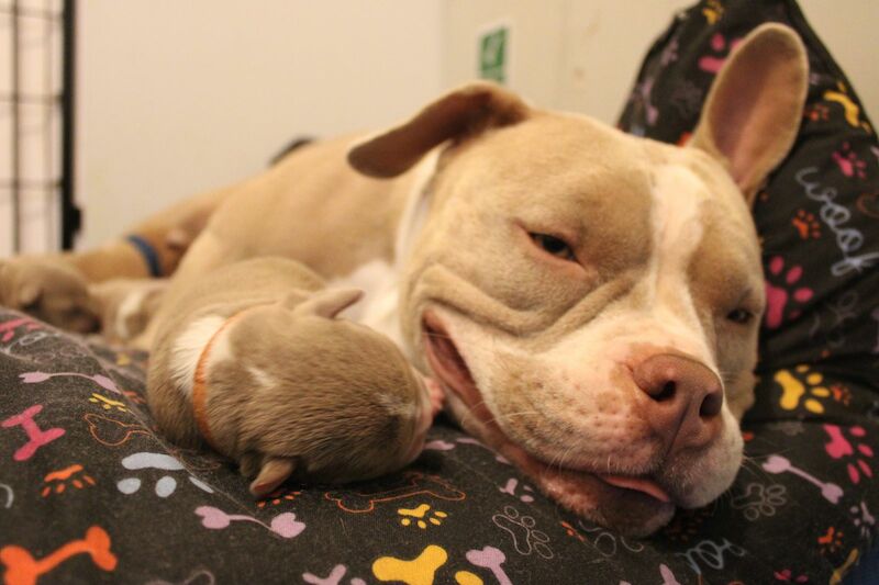 ABKC POCKET BULLYS American Bulldog Puppies For Sale in Preston