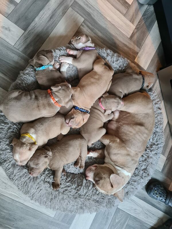 ABKC POCKET BULLYS American Bulldog Puppies For Sale in Preston