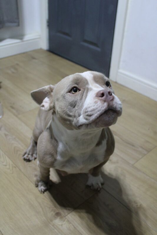 ABKC POCKET BULLYS American Bulldog Puppies For Sale in Preston