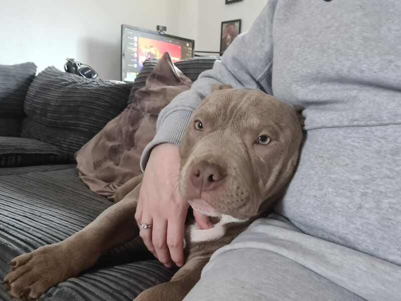 ABKC POCKET BULLYS American Bulldog Puppies For Sale in Preston