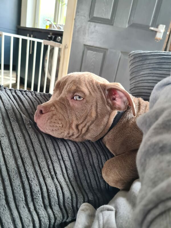 ABKC POCKET BULLYS American Bulldog Puppies For Sale in Preston